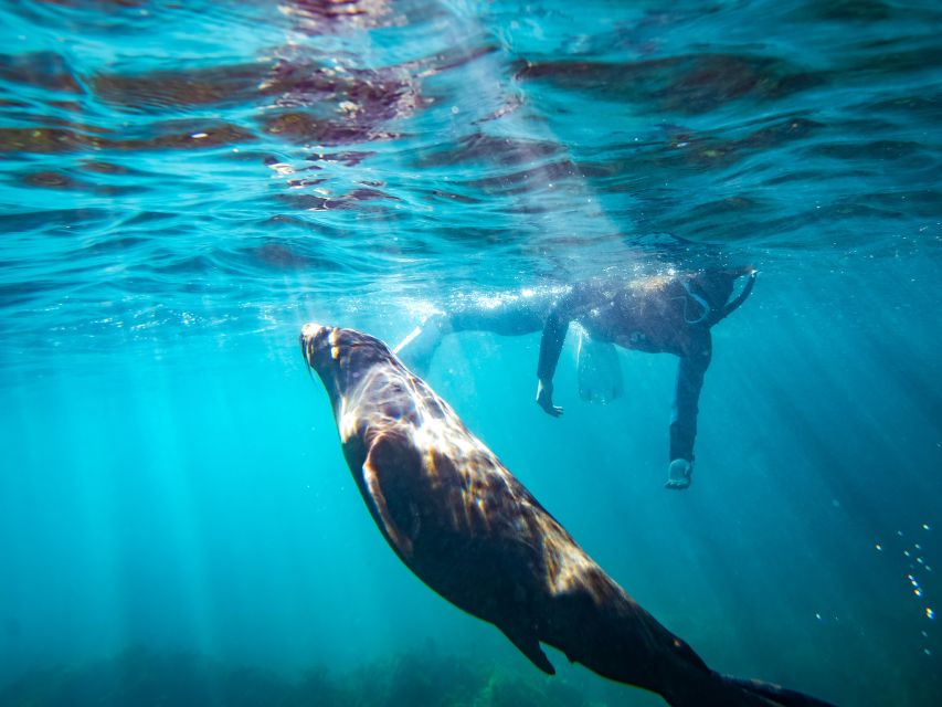 Kangaroo Island: Dolphin, Seal, and Swimming Boat Tour - Additional Safety Information