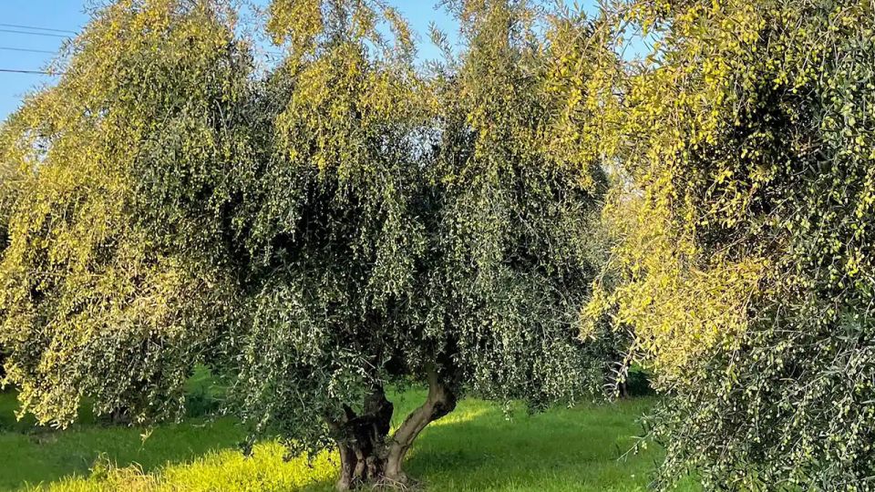 Kos Olive Oil Tasting & Farm Experience - Experience Details