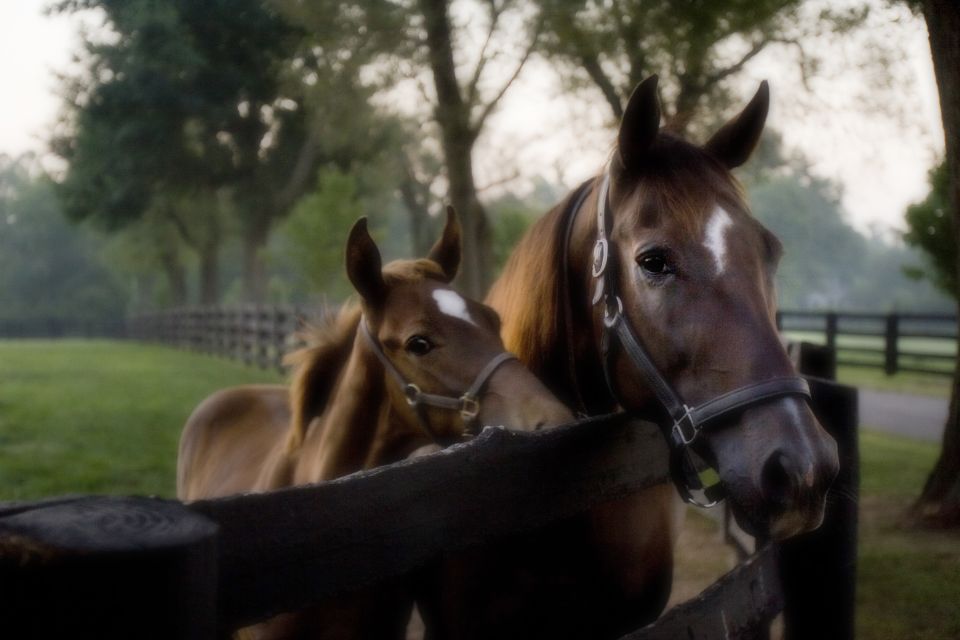 Lexington: Horse Farm Tour and Keeneland Race Track Visit - Overall Experience