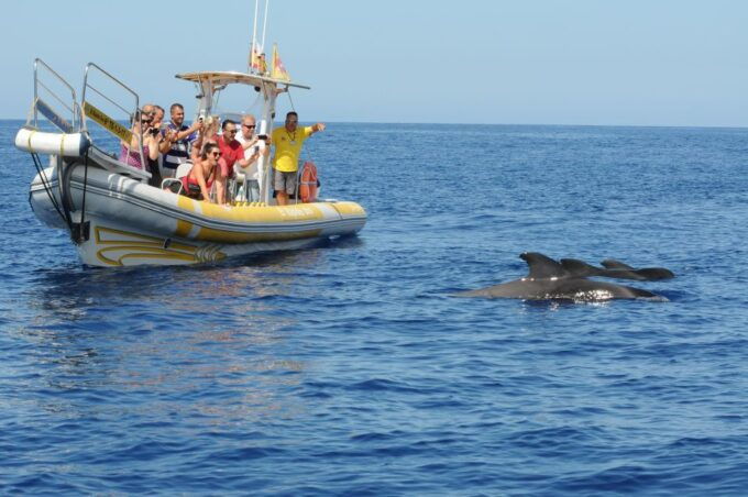 Los Gigantes: Dolphin and Whale-Watching Speedboat Tour - Participant Requirements