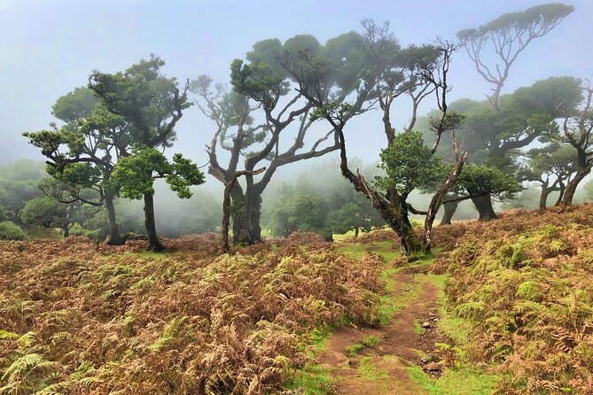 Madeira: Private Guided Walk Vereda Fanal PR13 - Flora and Fauna Encounters