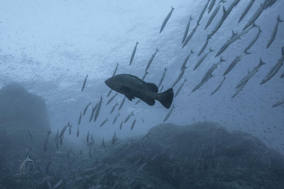 MARINA DI CAMPO: DIVING ON THE ISLAND OF ELBA AND PIANOSA - Safety Measures and Briefings