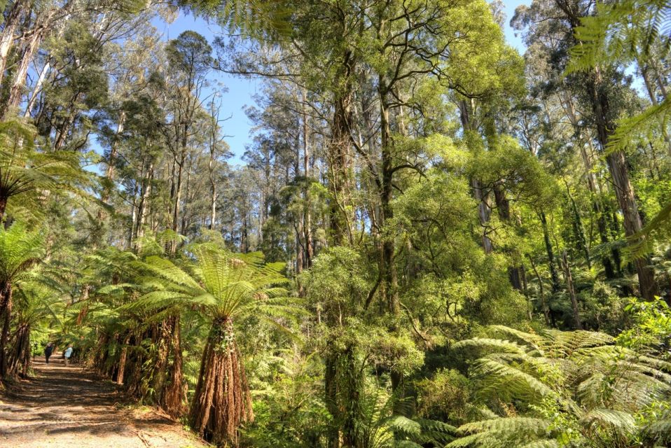 Melbourne: Mount Dandenong Bush Private Tour With Dinner - Full Itinerary