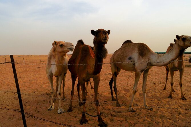 Name Morning Desert Safari Dubai - Directions