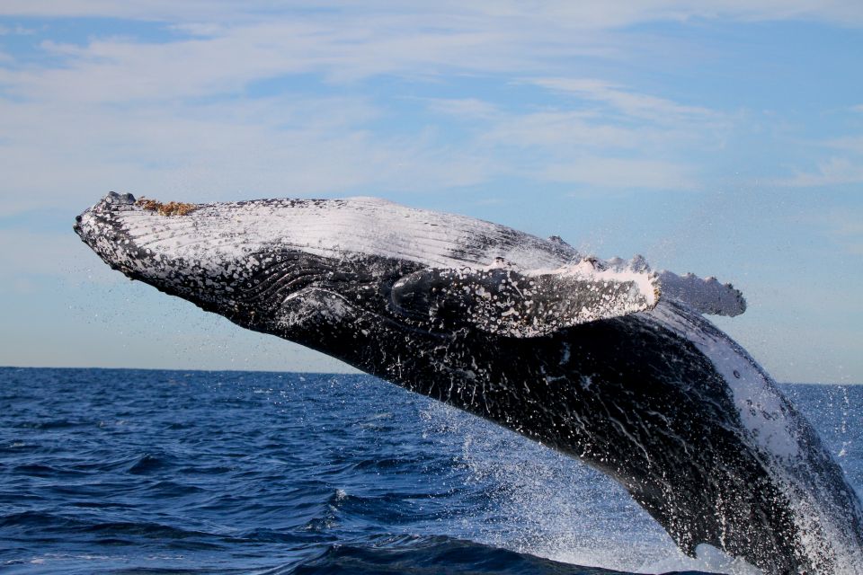 Newcastle: Small Group Humpback Whale Encounter Tour - Last Words