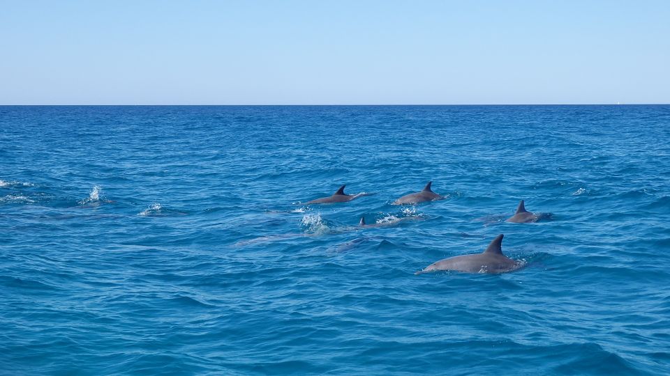 Noosa Heads: Ocean Adventure & Dolphin Safari - Safety Information