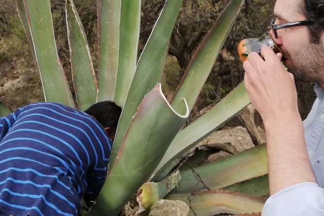 Private Tour of the Mezcal Route With Ancestral Drinks - Common questions