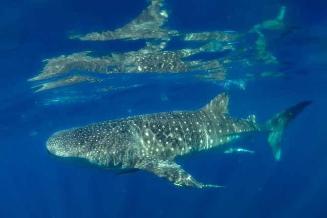 Private Whale Shark Ecofriendly Tour From Cancun - Directions