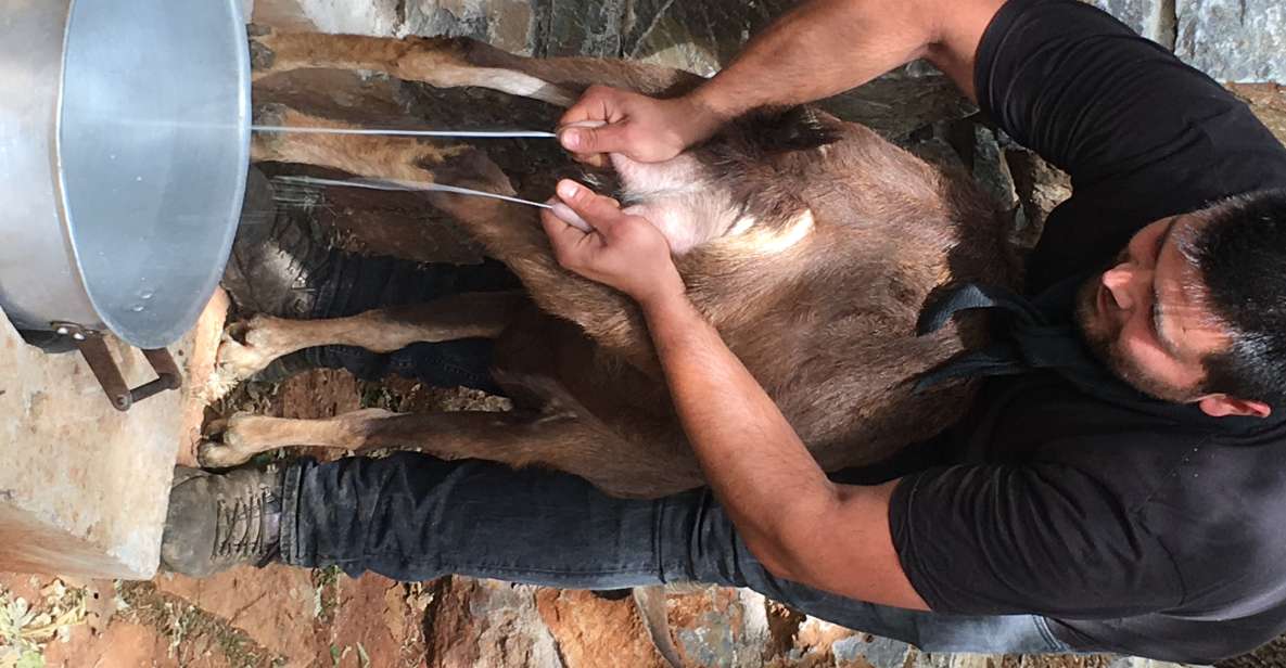 Rethymno: Explore Shepherd's Hut and Cheese Making Process - Booking Information