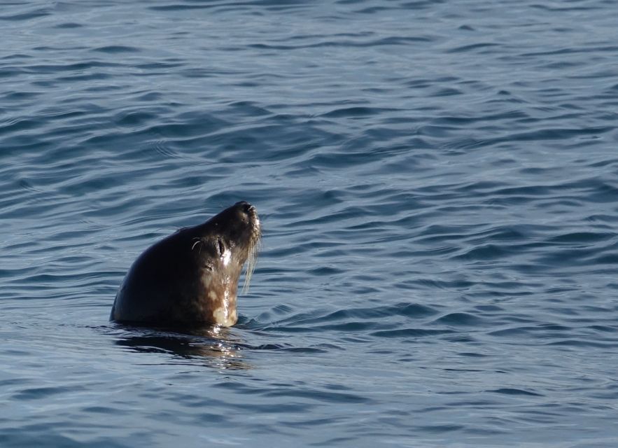 Reykjavik: Whale & Marine Adventure Tour - Additional Information