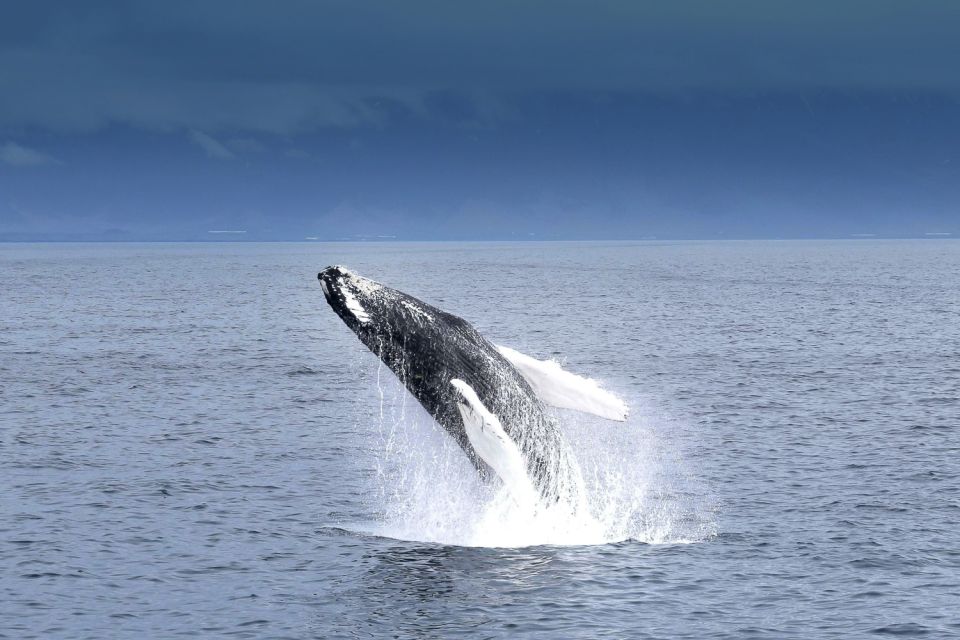 Reykjavik: Whale Watching Tour - Additional Information