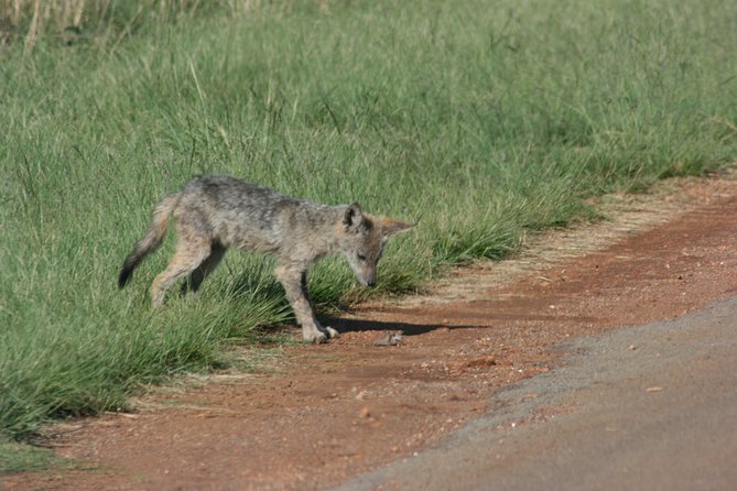 Rietvlei Nature Reserve Half-Day Tour From Pretoria, Every TUESDAY - Pricing and Terms