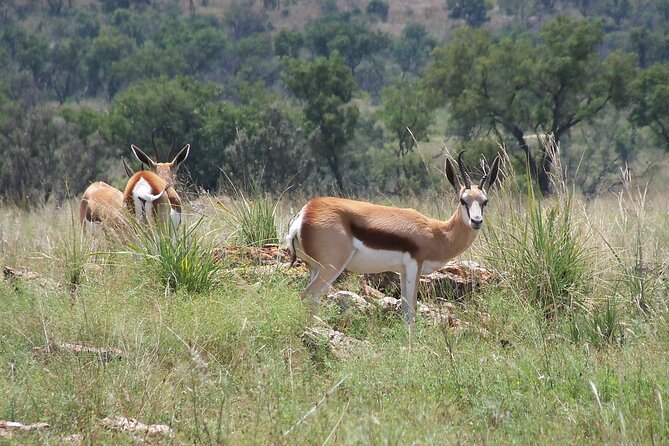 Roar Through the Bush Quadbike Safari Adventure Near Johannesburg - Customer Reviews and Ratings