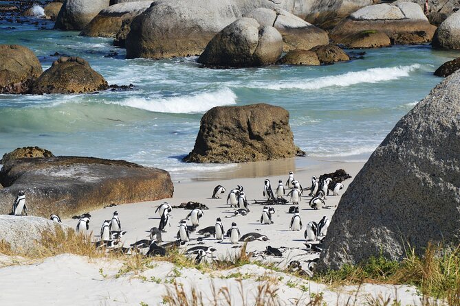 Sea Kayak and Cape Point Private Tour From Cape Town - Private Sea Kayak Tour Experience