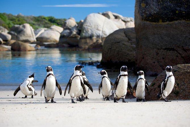 South Africa , Cape Town, Nelson Mandela Gateway & Cape Peninsula Penguin Tour - Reviews and Ratings