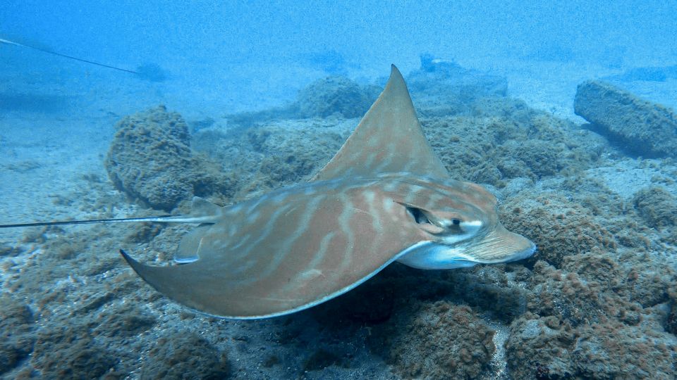 South Tenerife: Guided Snorkeling - Activity Details