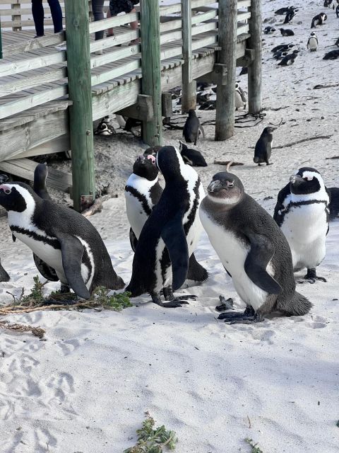 Swim With Penguins at Boulders Beach Penguin Colony - Additional Tips and Recommendations