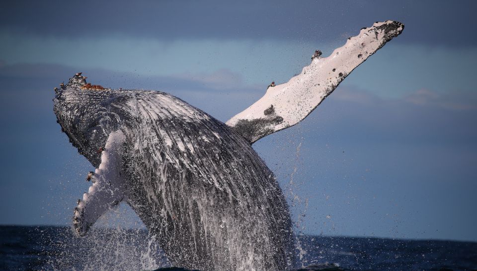 Sydney: 3-Hour Whale Watching Tour by Catamaran - Last Words