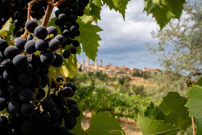 Two Wine Tastings and Visit to a Historic Cellar Inside Old Walls of Montalcino - Last Words