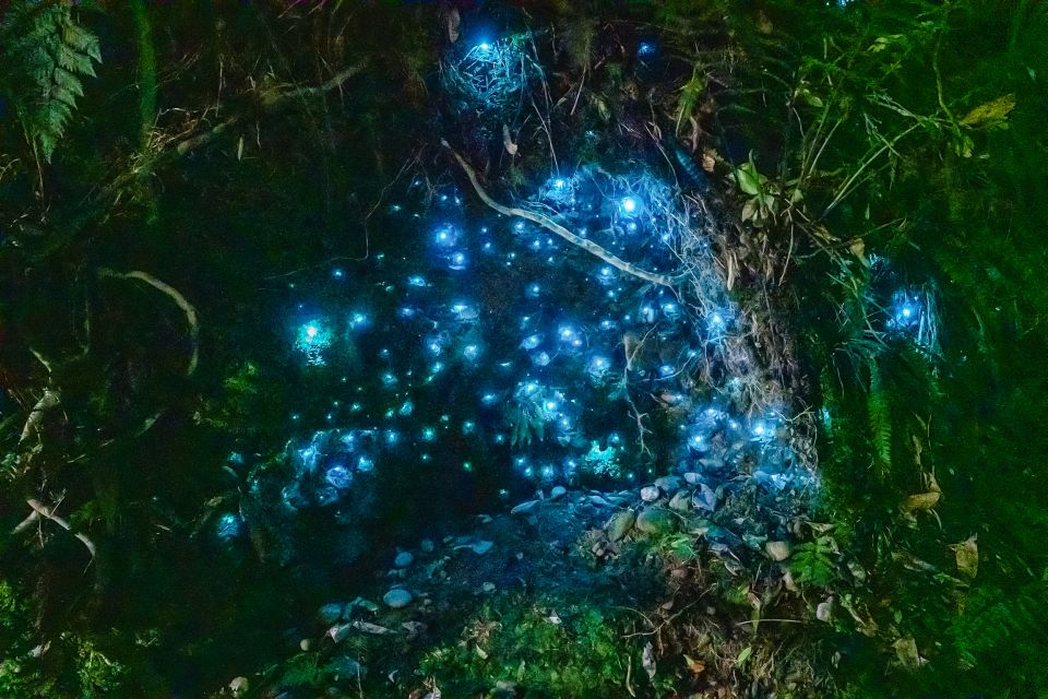 Waitomo: Glowworm Caves Guided Tour by Boat - Glowworm Grotto Display