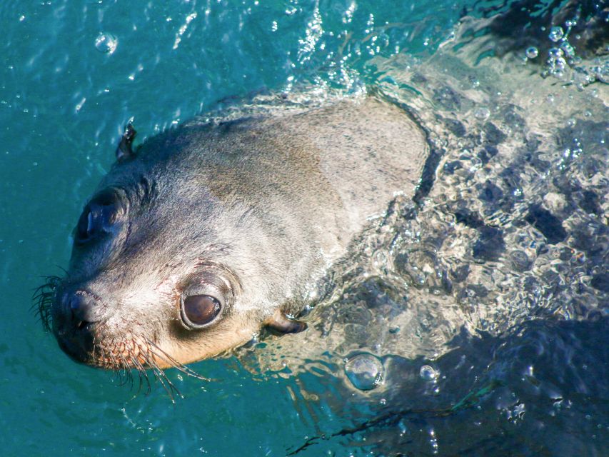 Welshpool: Wilsons Promontory Nature and Wildlife Day Cruise - Additional Information