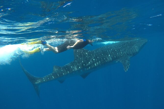 Whale Shark Tour From Holbox Island - Additional Information