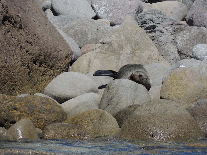 Whitianga: Cathedral Cove, Cruise, Caves and Snorkeling Tour - Additional Information and Entertainment