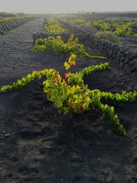 Winetourism in Lanzarote: the First Vineyards in Masdache - Customer Reviews