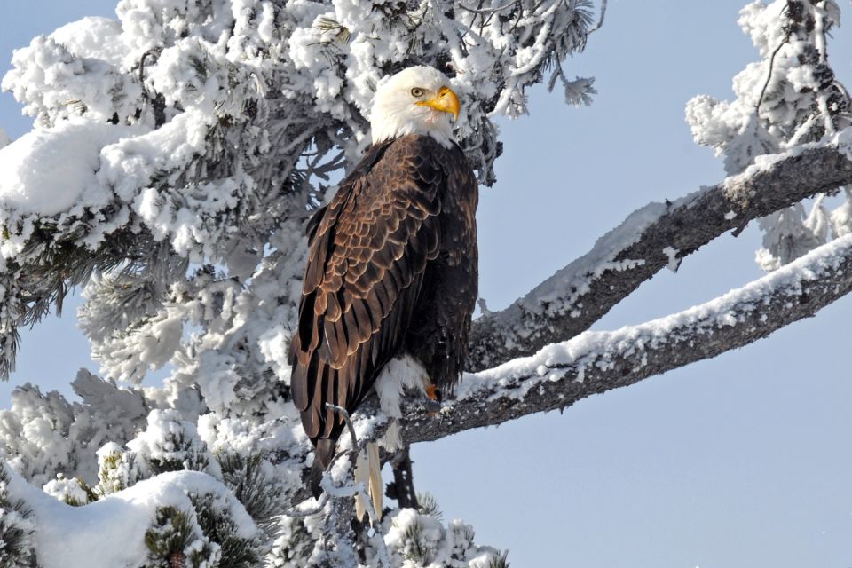 Yellowstone: Self-Guided Tour of National Park Highlights - Booking Information