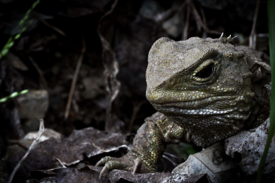 Zealandia by Night Tour - Booking Information