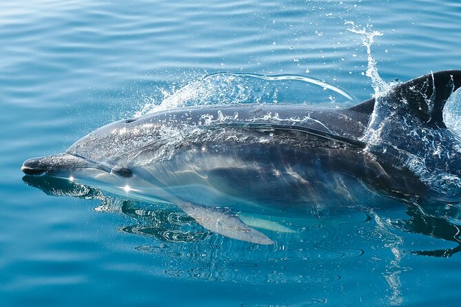 2-Hour Dolphin Guided Safari NP Brijuni From Fazana - Additional Tour Information