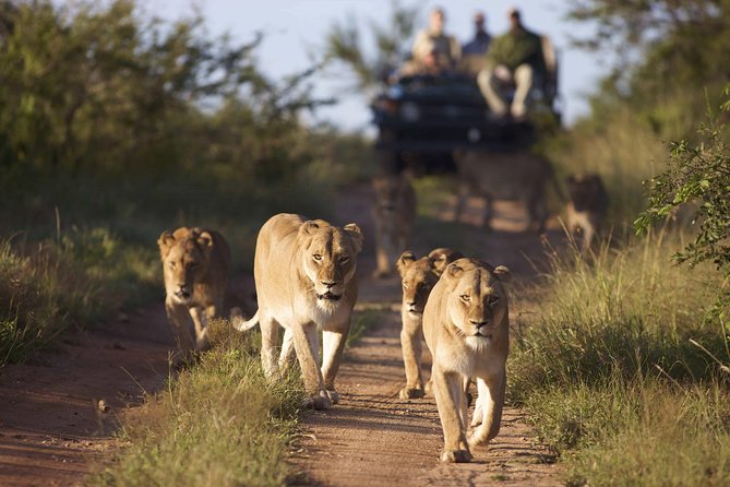 4 Day Greater Kruger Kapama Game Lodge Safari With Panorama Route Journey - Last Words