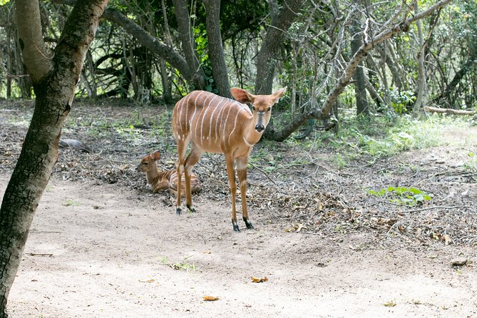 5 Day Budget Kruger National Park Safari - Last Words