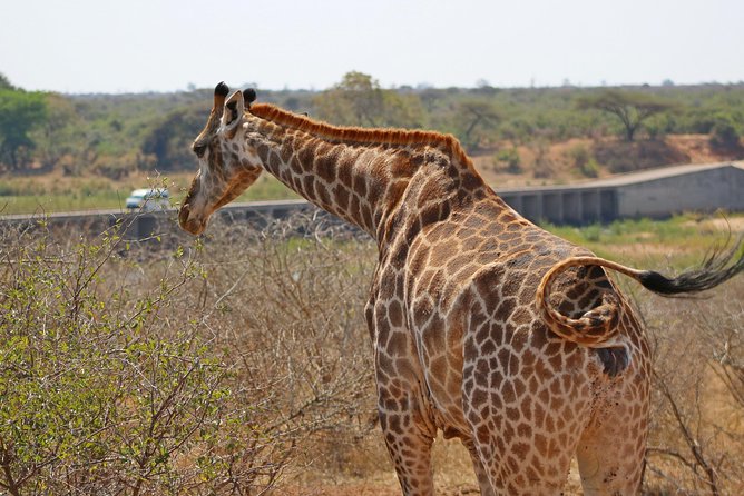 5 Day Kruger Park Classic Safari - Optional Activities