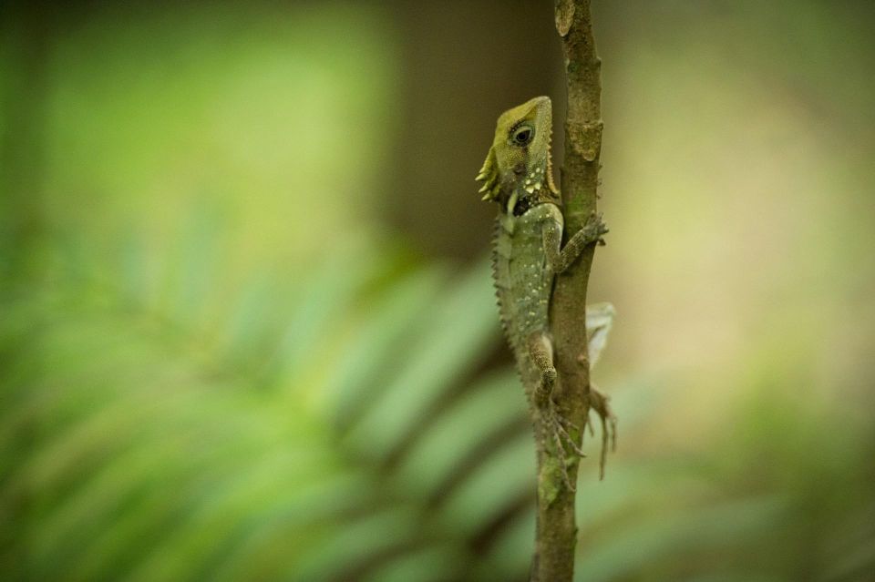 7B - Wildlife Tour & Mossman Gorge - Inclusions and Important Information