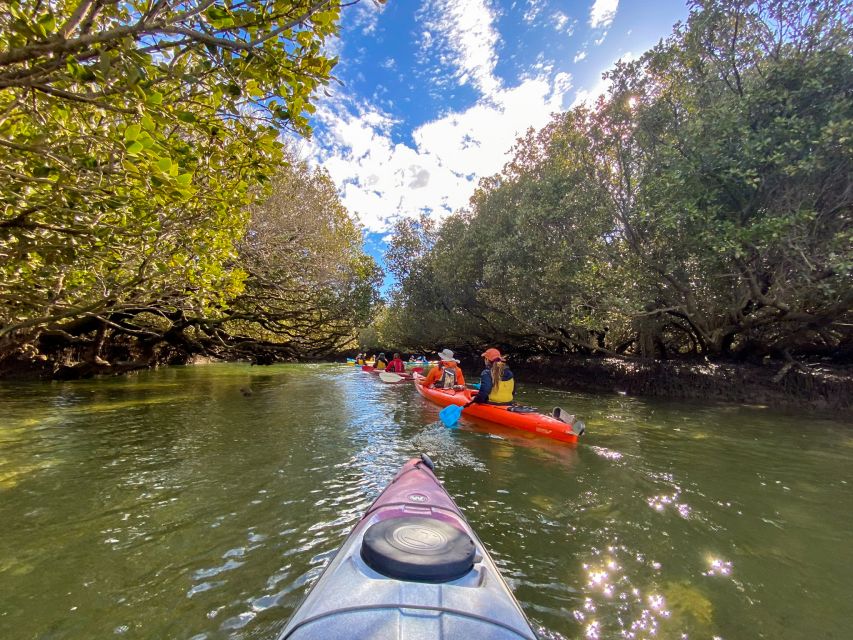 Adelaide: Dolphin Sanctuary Mangroves Kayak Tour - Additional Information