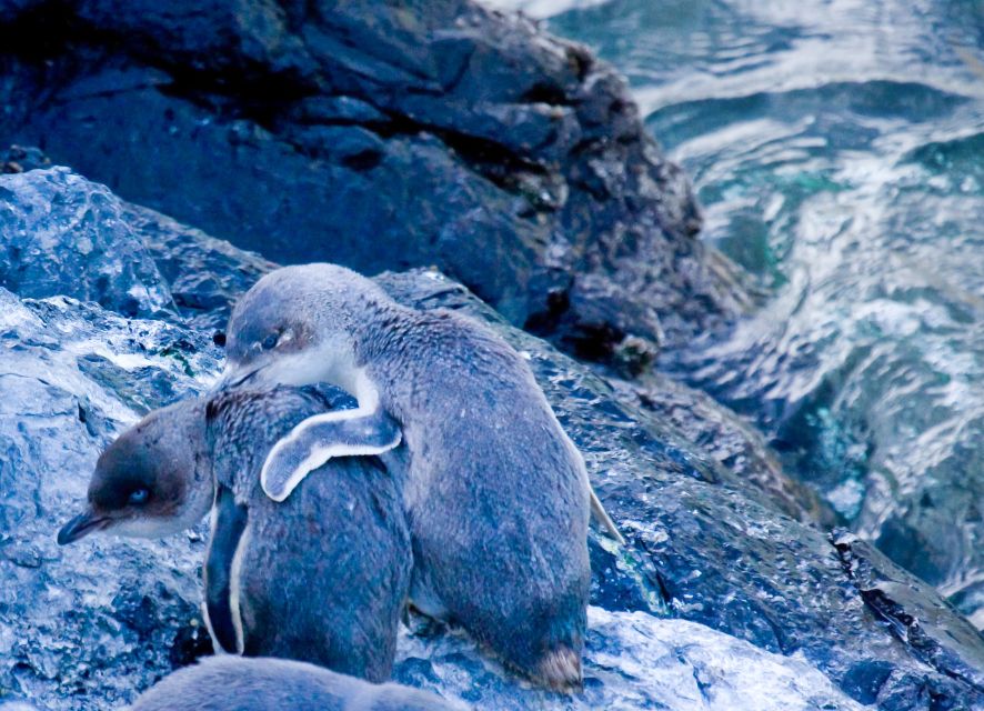 Akaroa: Pohatu Little Penguins 3-Hour Evening Experience - Booking Details