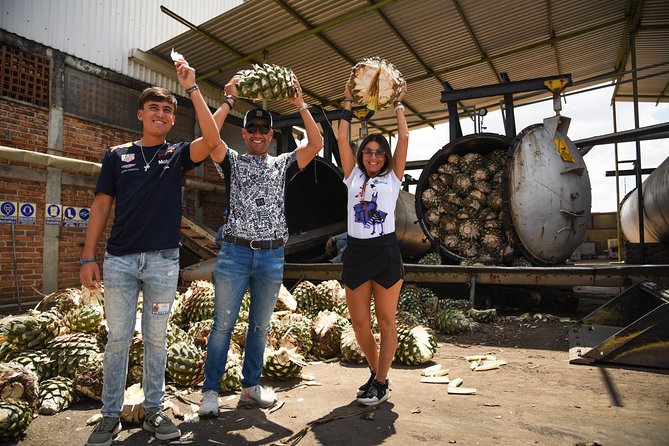 Blue Agave Fields at Ruta Del Tequila, With Tasting  - Guadalajara - Getting There: Directions & Logistics