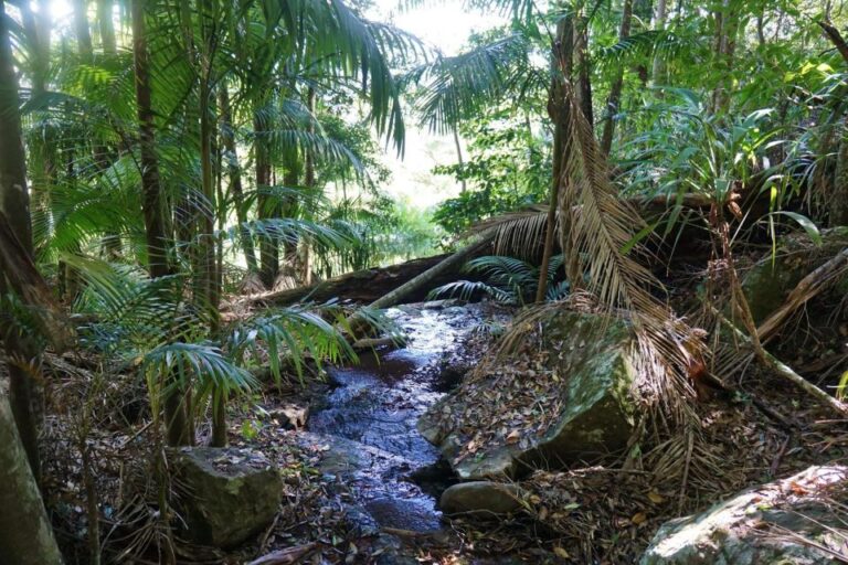 Brisbane: Hop on Hop off Bus to Tamborine Mountain