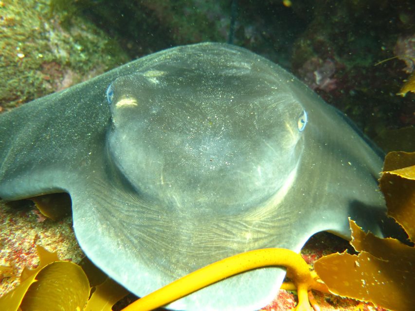 Cathedral Cove Marine Reserve- Specialised Snorkel Boat Trip - Activity Inclusions