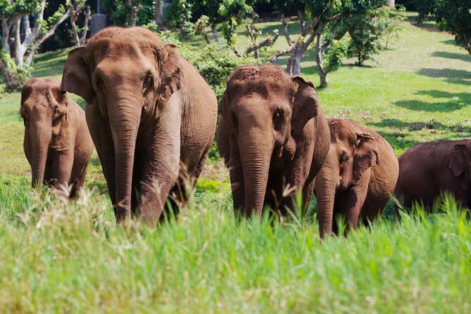 Chiang Mai Single Day Visit to Elephant Nature Park (No Riding No Bathing) - Park Visit Guidelines and Rules