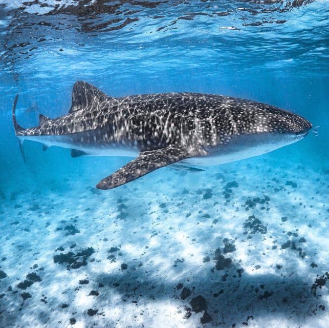 Coral Bay: Ningaloo Reef Swim and Snorkel With Whale Sharks - Common questions