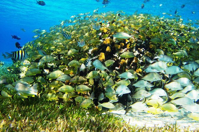 Cozumel Snorkeling Tour at Palancar & Colombia Reefs and El Cielo - Directions and Location