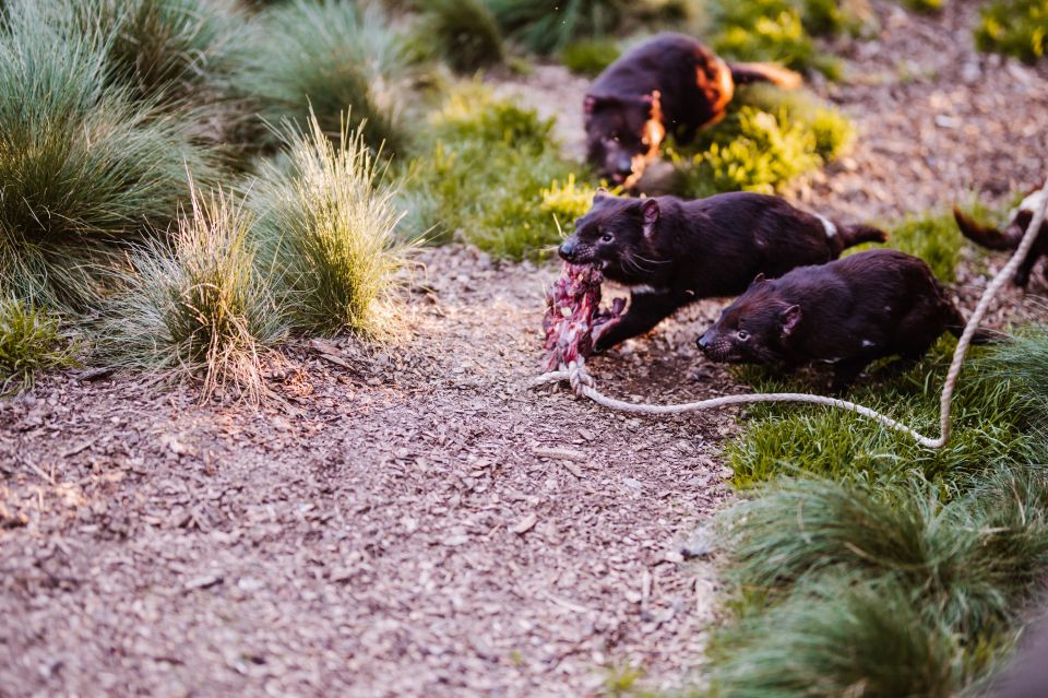 Cradle Mountain: After Dark Tasmanian Devil Feeding Tour - Additional Information