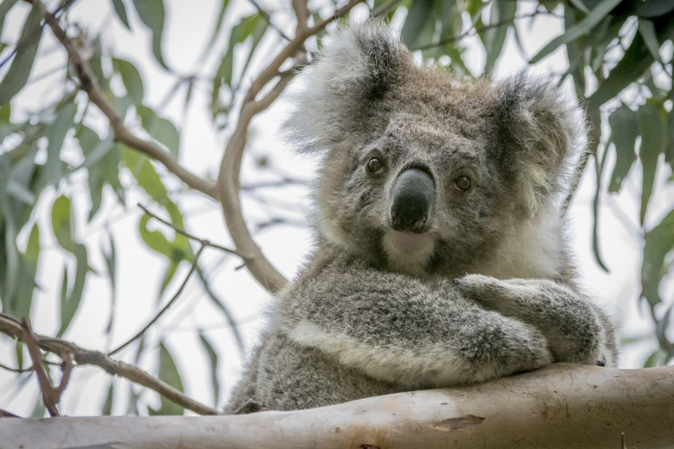 From Melbourne: Private Phillip Island Tour 11-Hour LGBTQ - Common questions