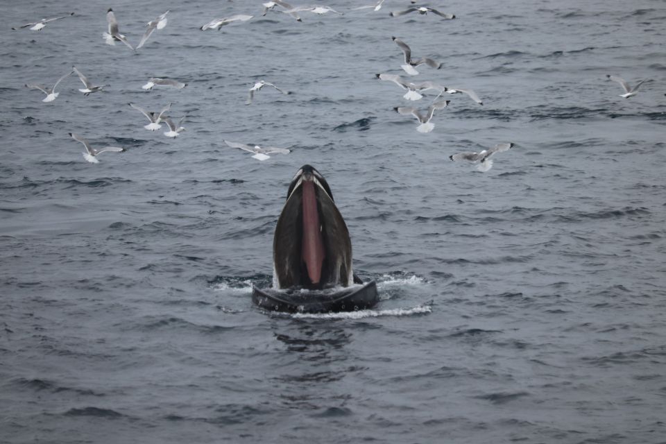 From Reykjavik: Whale Watching Tour - Detailed Itinerary of the Tour