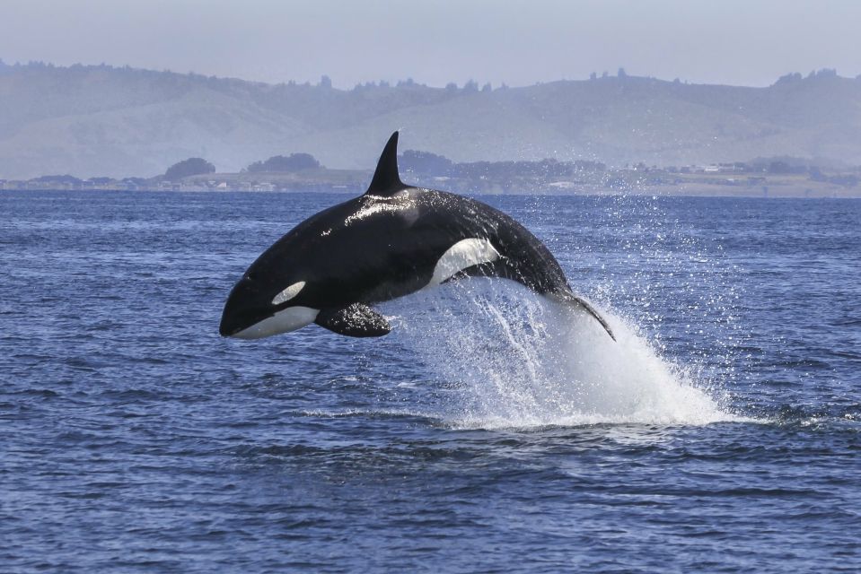 From Tauranga: Dolphin and Wildlife Cruise - Directions