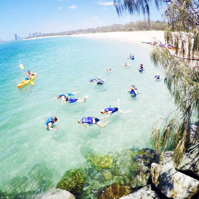 Gold Coast: Kayaking and Snorkeling Guided Tour - Experience Highlights