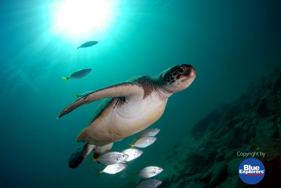 Gran Canaria Scuba Diving for Certified Divers - Safety Measures and Group Size