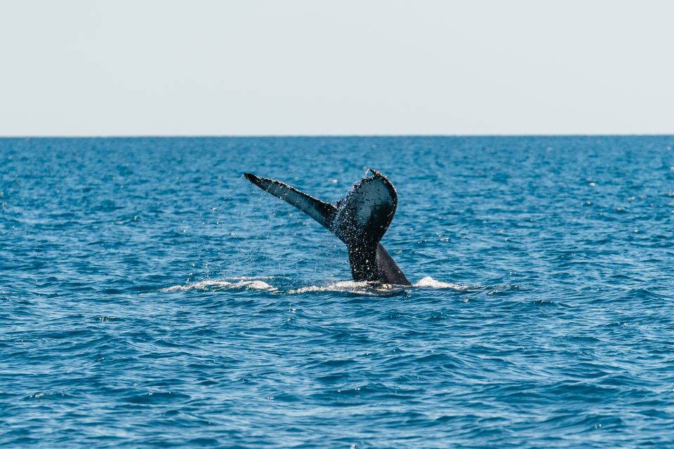 Hervey Bay: Exclusive Whale Watch Encounter - Last Words